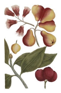 Syzygium jambos Jambos, Rose Apple, Plum Rose